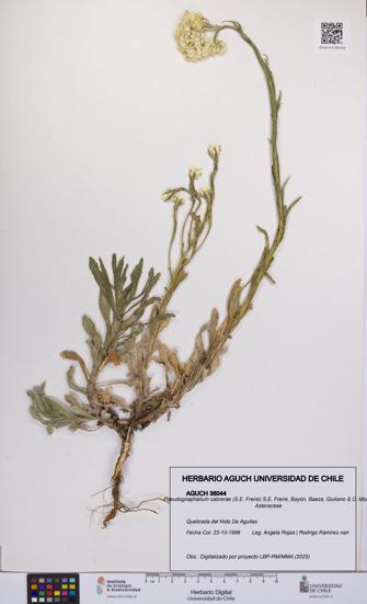 Pseudognaphalium cabrerae [Espécimen: UCH:AGUCH:0036044]