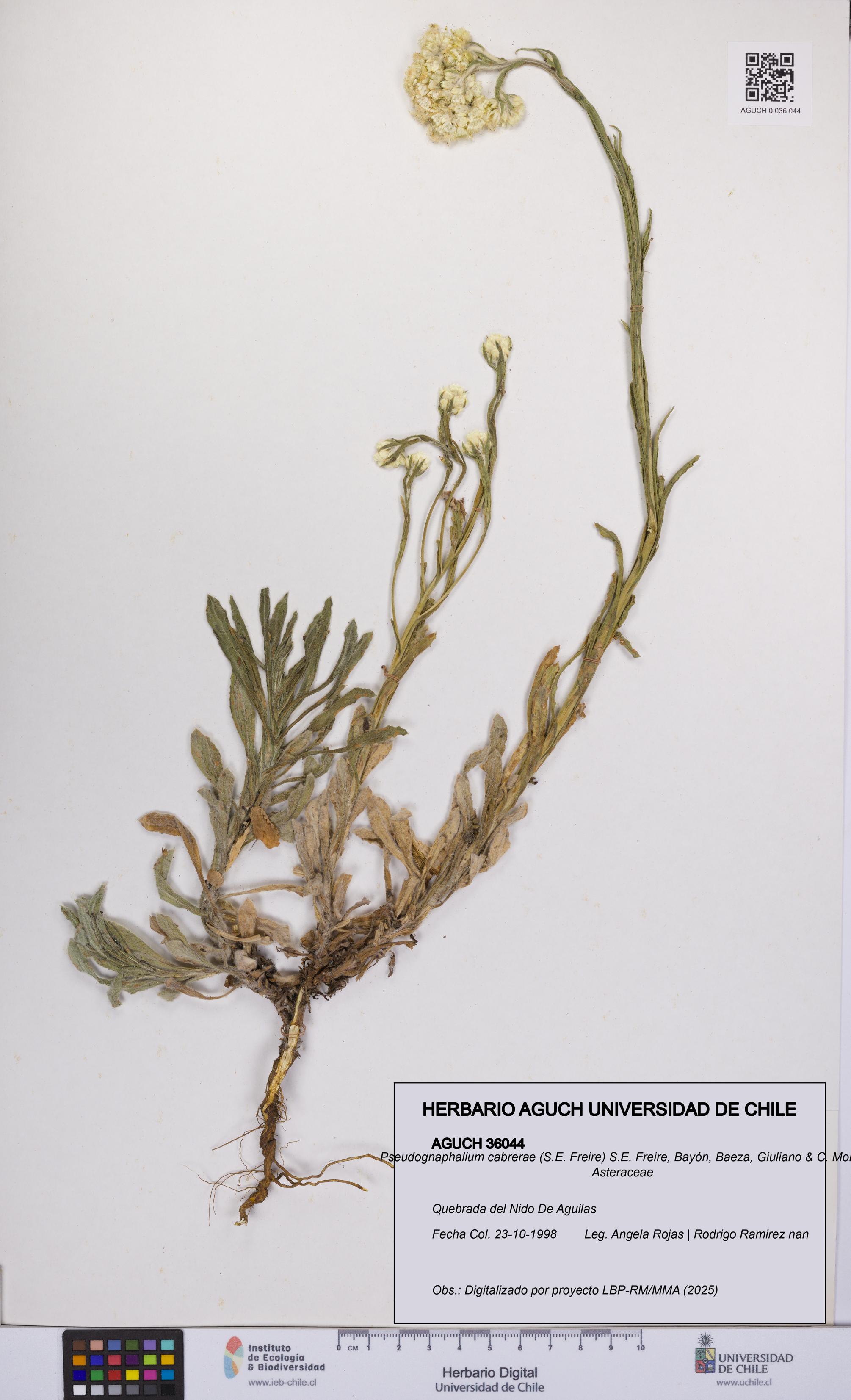 Pseudognaphalium cabrerae [Espécimen: UCH:AGUCH:0036044]