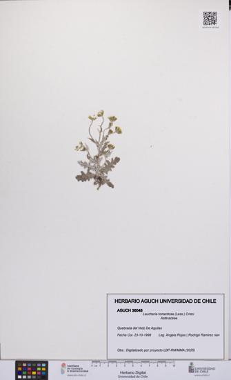 Leucheria tomentosa [Espécimen: UCH:AGUCH:0036048]