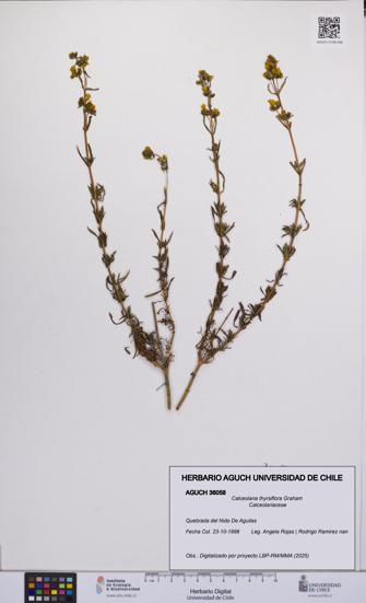 Calceolaria thyrsiflora [Espécimen: UCH:AGUCH:0036058]