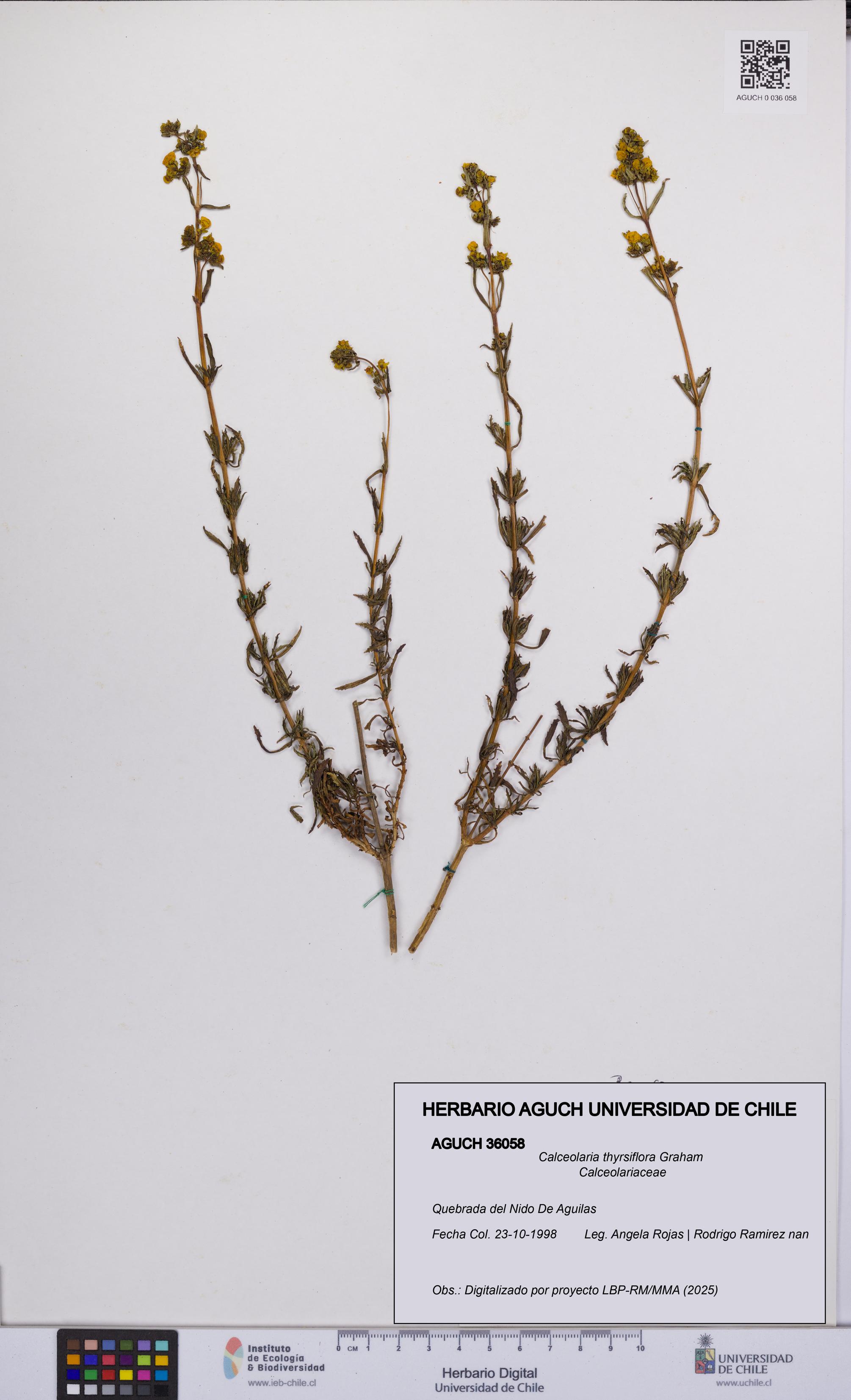 Calceolaria thyrsiflora [Espécimen: UCH:AGUCH:0036058]