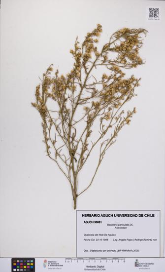 Baccharis paniculata [Espécimen: UCH:AGUCH:0036061]