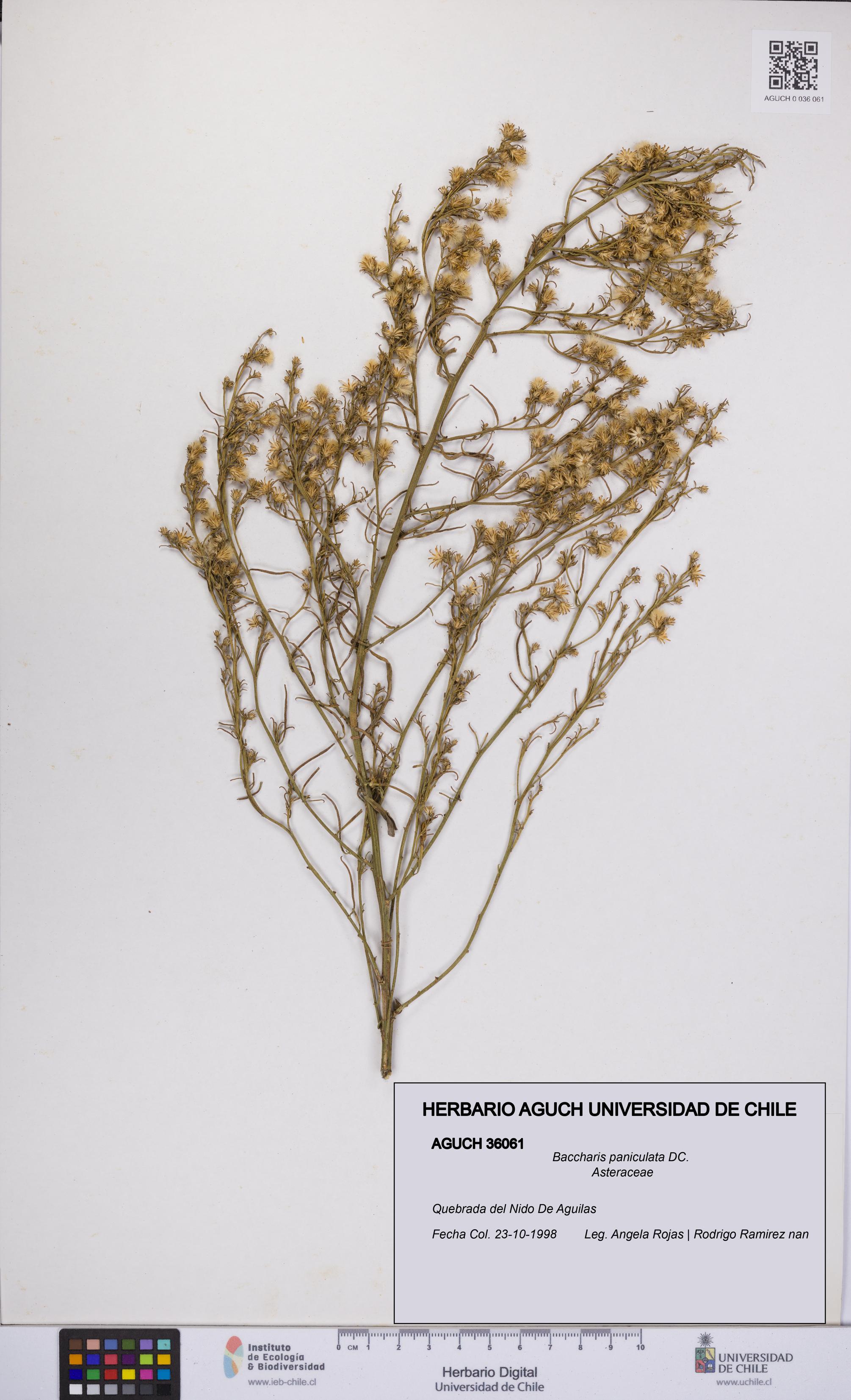 Baccharis paniculata [Espécimen: UCH:AGUCH:0036061]