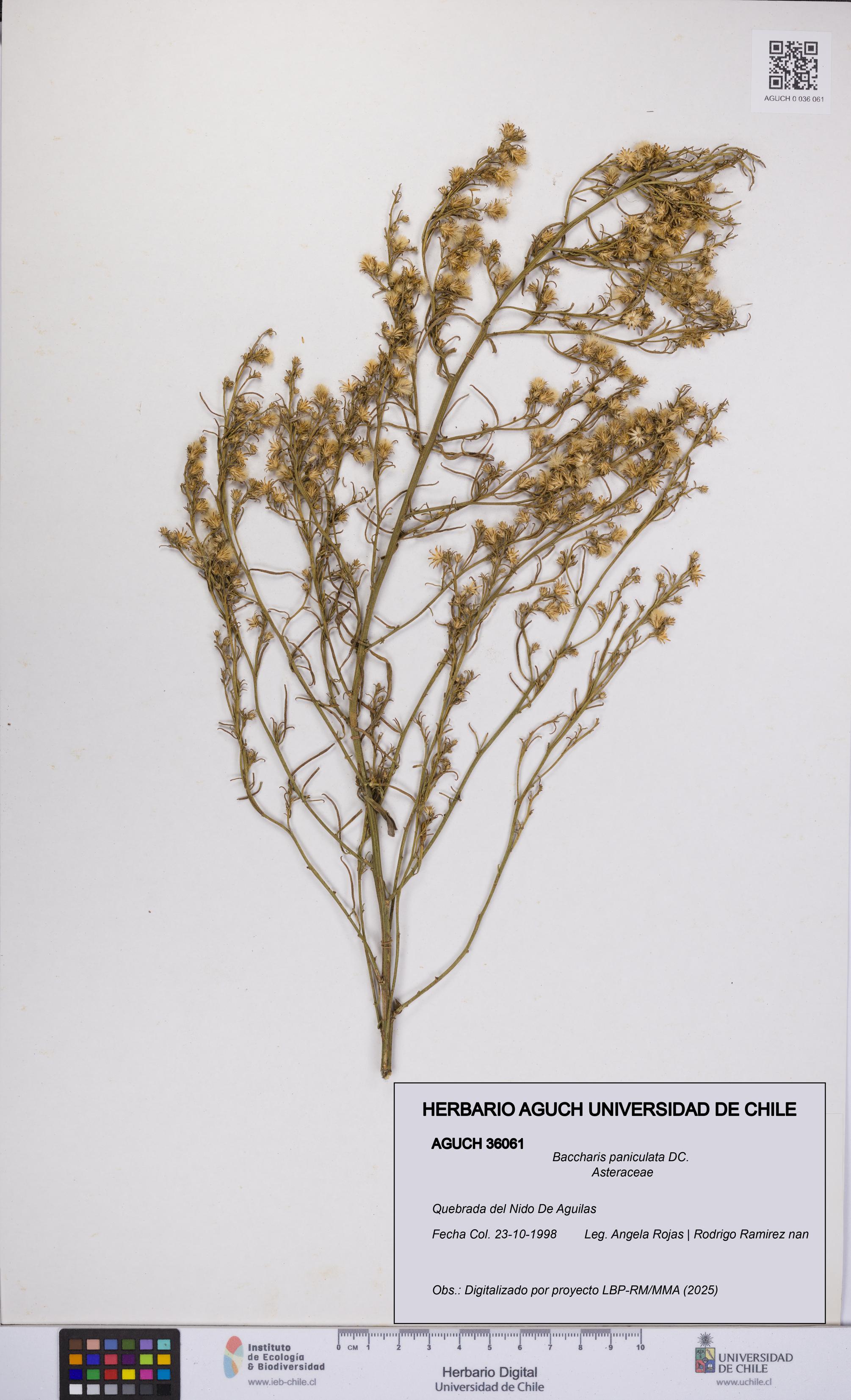 Baccharis paniculata [Espécimen: UCH:AGUCH:0036061]