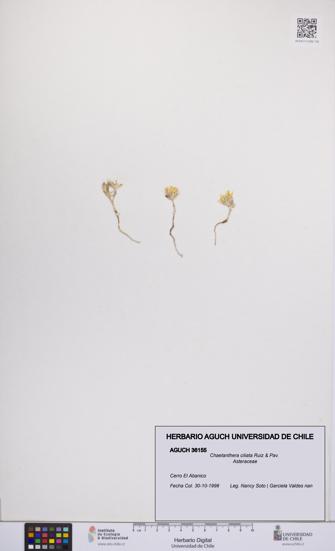 Chaetanthera ciliata [Espécimen: UCH:AGUCH:0036155]