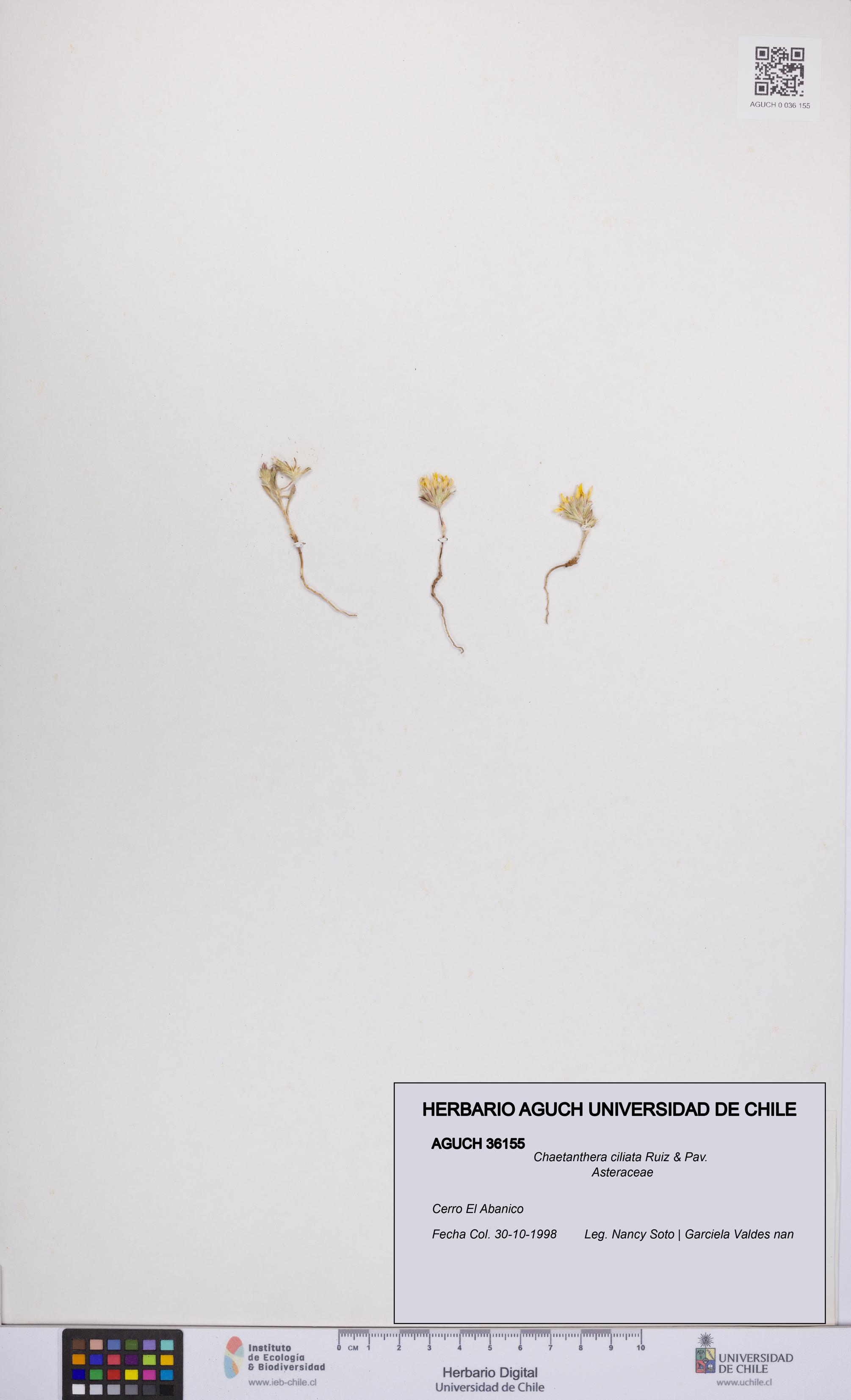 Chaetanthera ciliata [Espécimen: UCH:AGUCH:0036155]