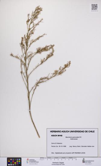 Baccharis paniculata [Espécimen: UCH:AGUCH:0036162]