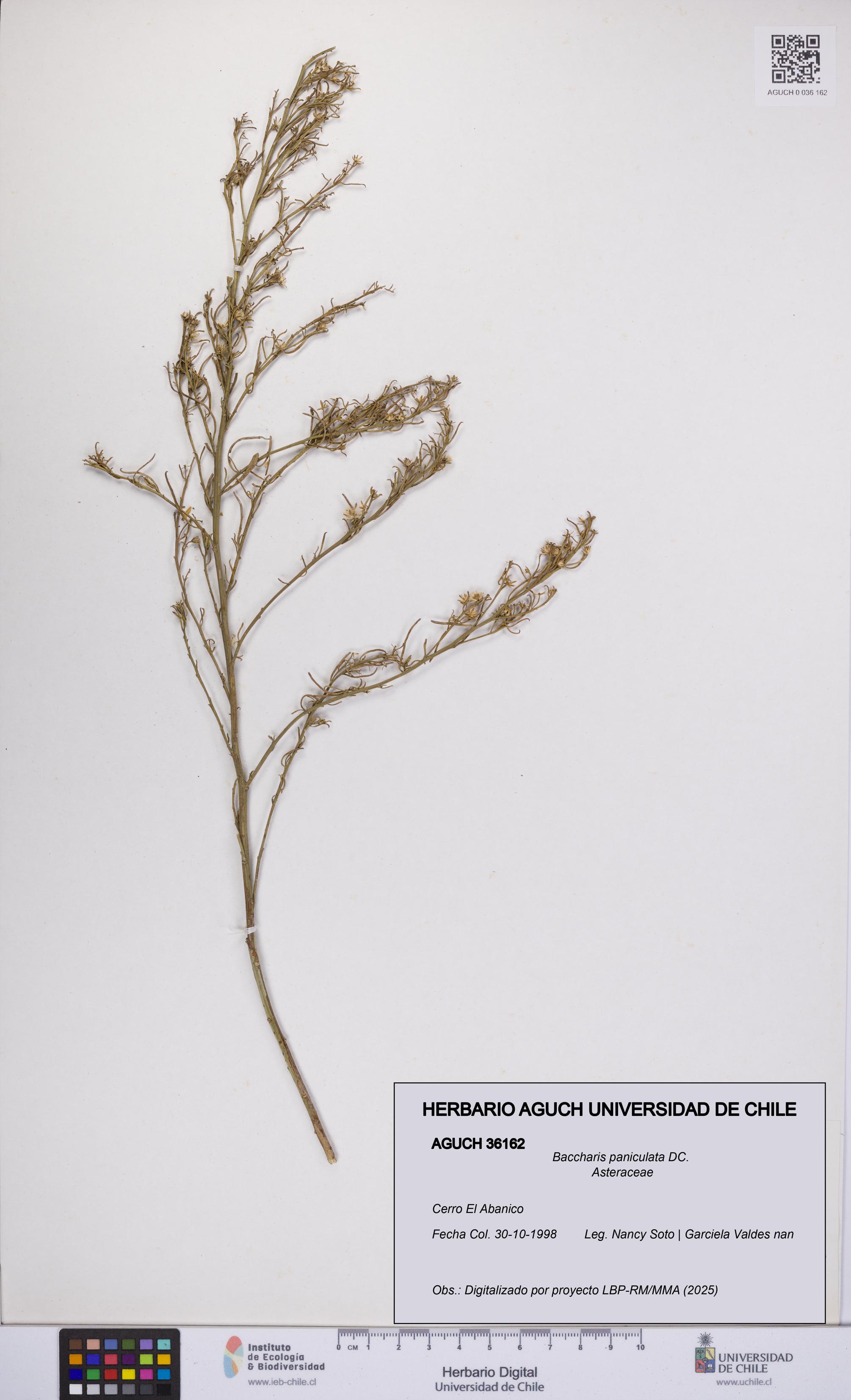 Baccharis paniculata [Espécimen: UCH:AGUCH:0036162]