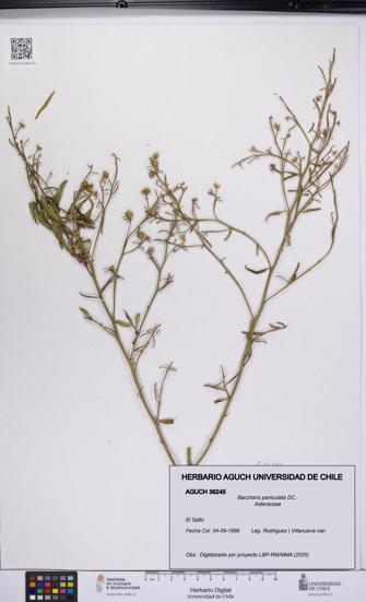 Baccharis paniculata [Espécimen: UCH:AGUCH:0036245]