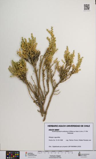 Anarthrophyllum andicolum [Espécimen: UCH:AGUCH:0036307]