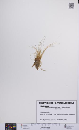Eleocharis albibracteata [Espécimen: UCH:AGUCH:0036309]