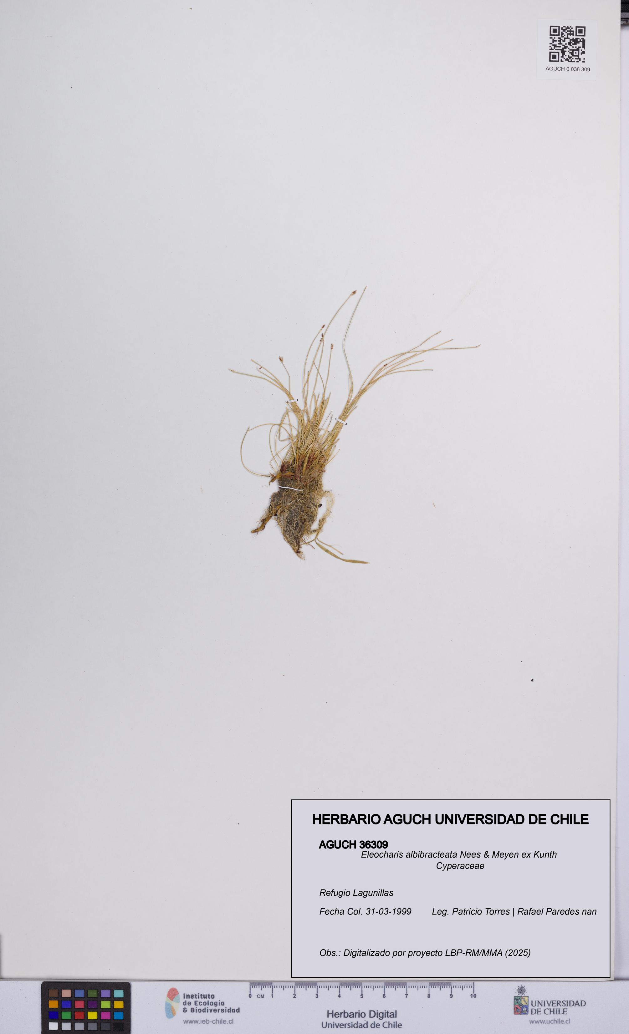 Eleocharis albibracteata [Espécimen: UCH:AGUCH:0036309]