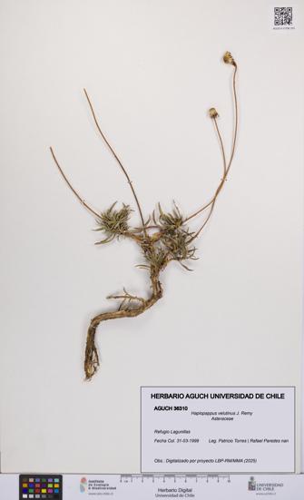 Haplopappus velutinus [Espécimen: UCH:AGUCH:0036310]