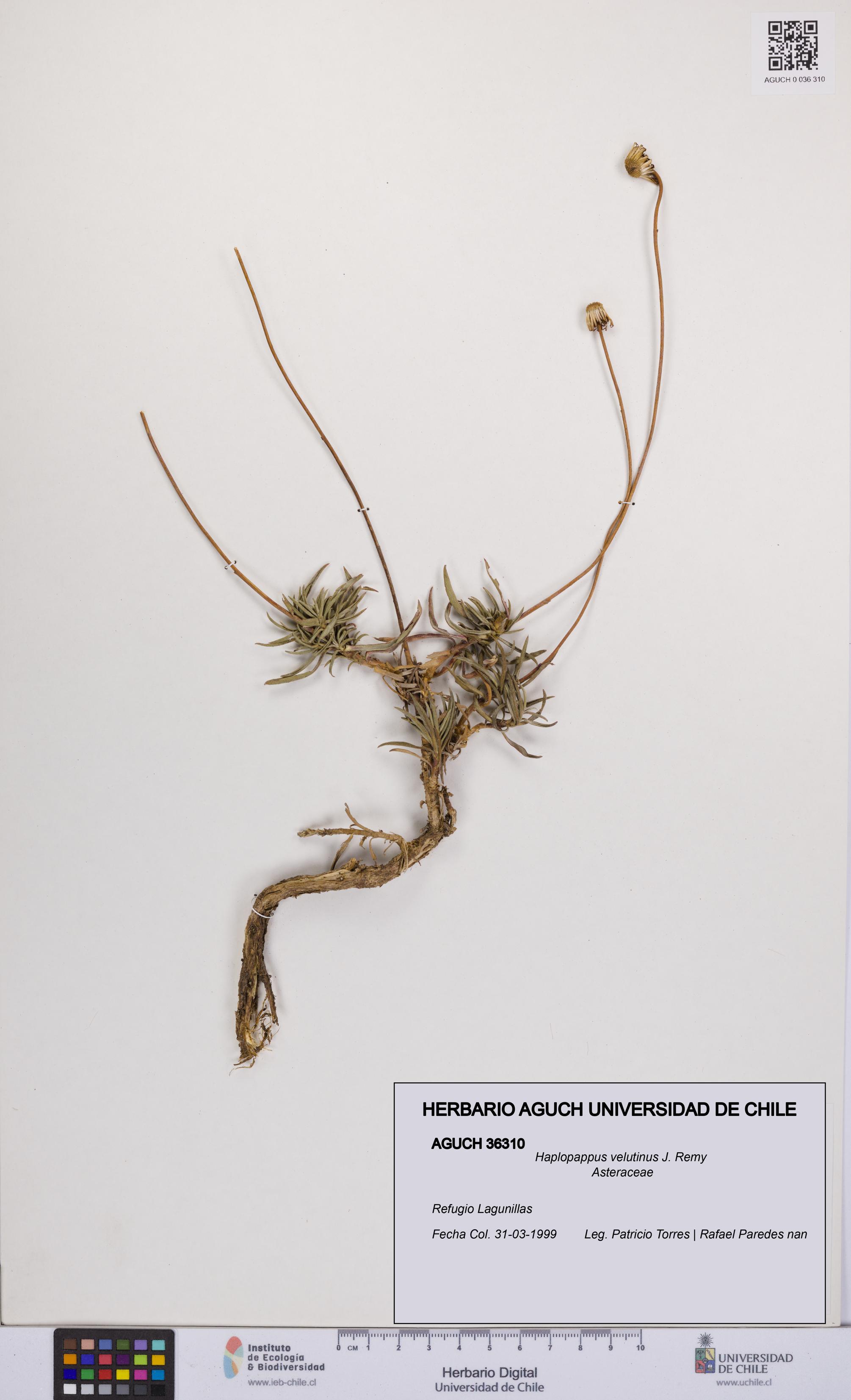 Haplopappus velutinus [Espécimen: UCH:AGUCH:0036310]