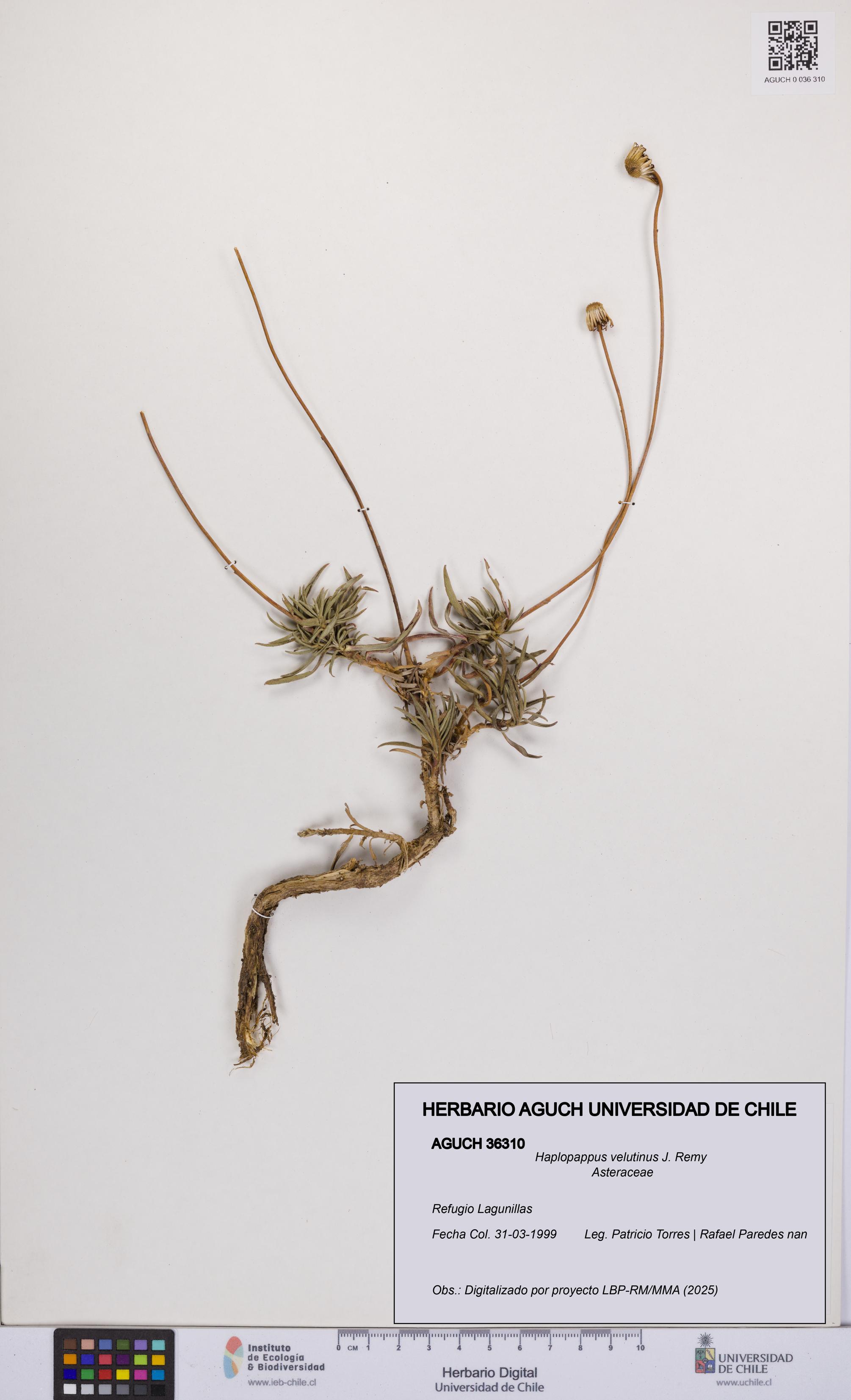 Haplopappus velutinus [Espécimen: UCH:AGUCH:0036310]