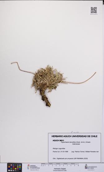 Hypochaeris tenuifolia [Espécimen: UCH:AGUCH:0036311]