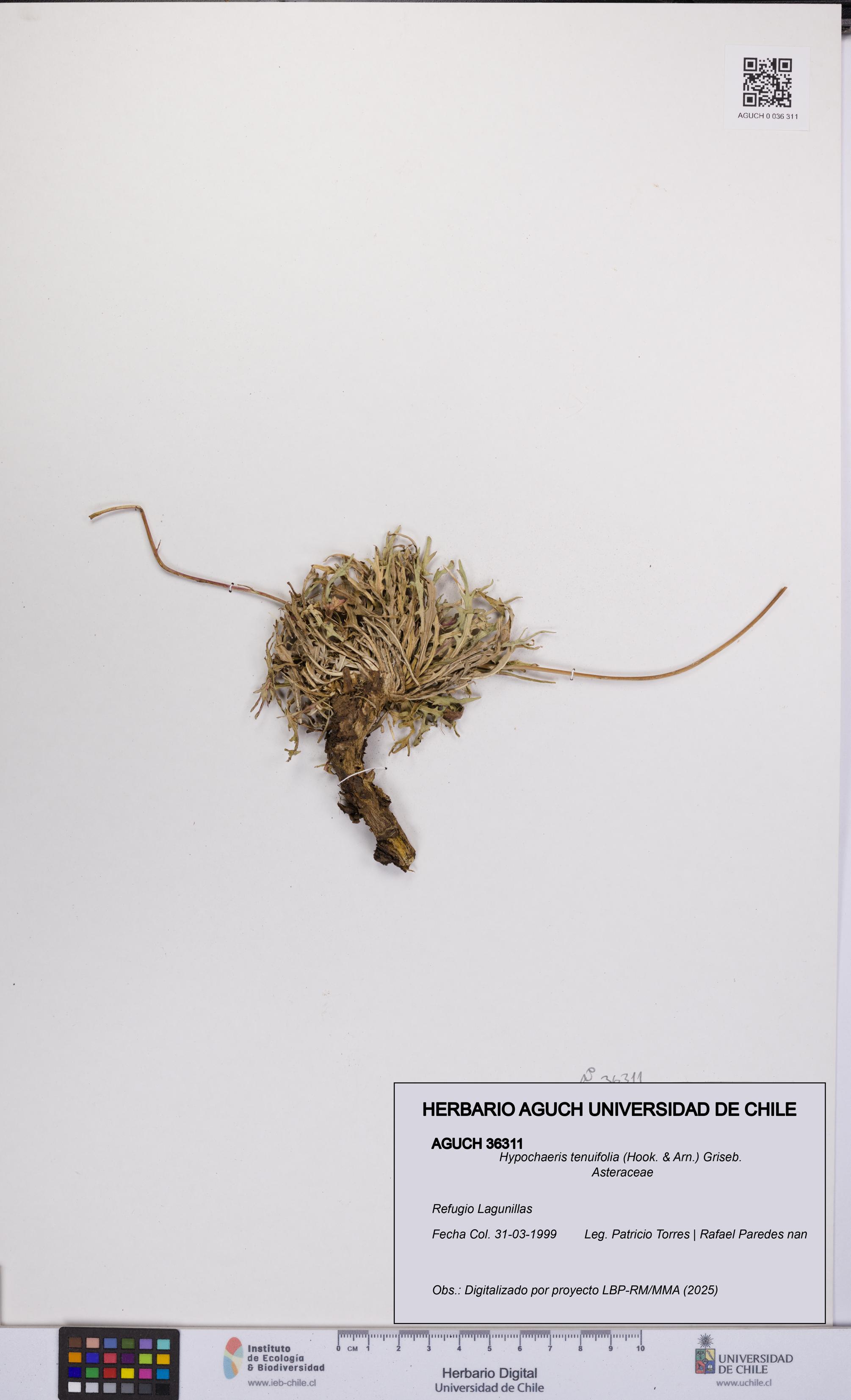 Hypochaeris tenuifolia [Espécimen: UCH:AGUCH:0036311]