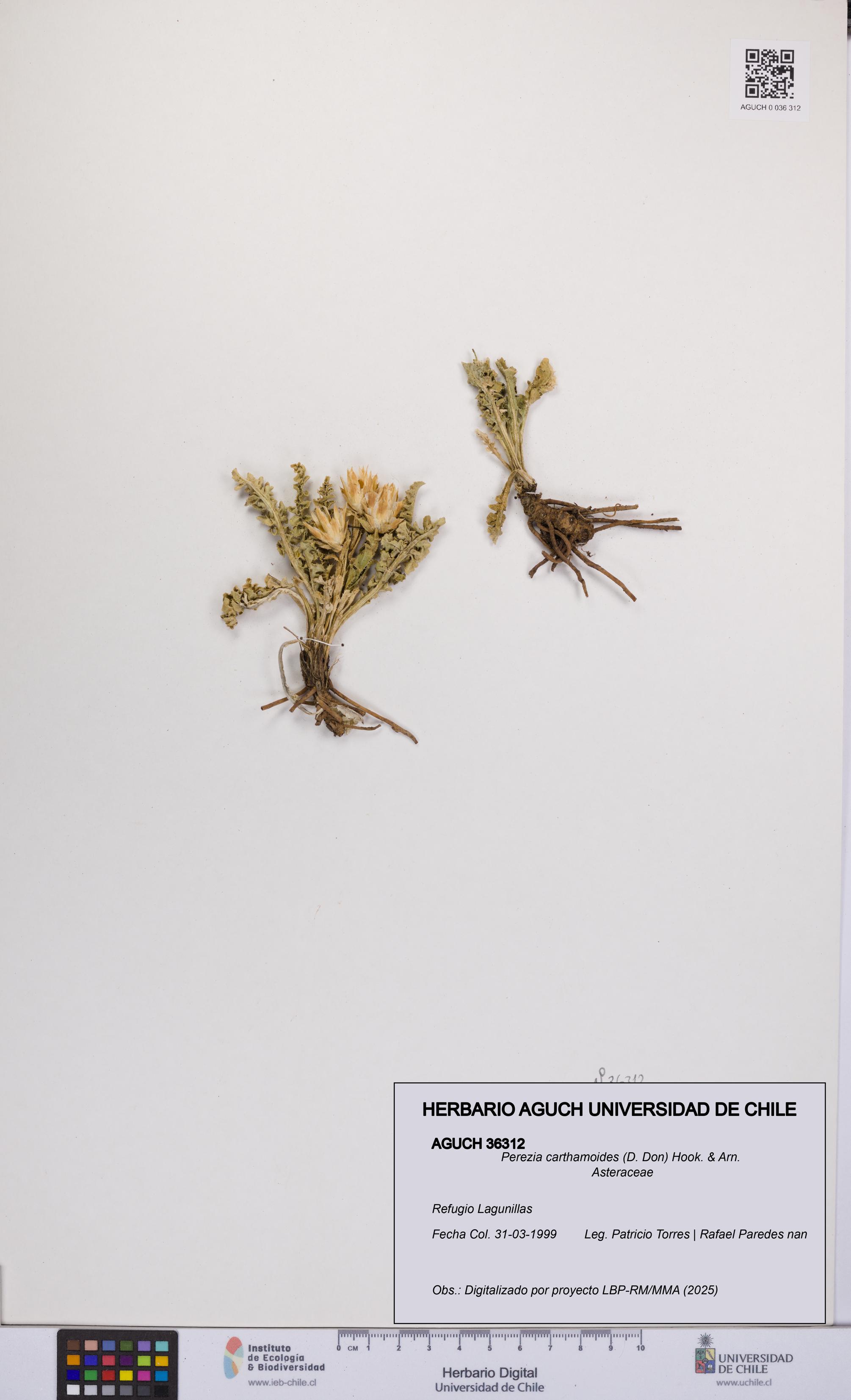 Perezia carthamoides [Espécimen: UCH:AGUCH:0036312]