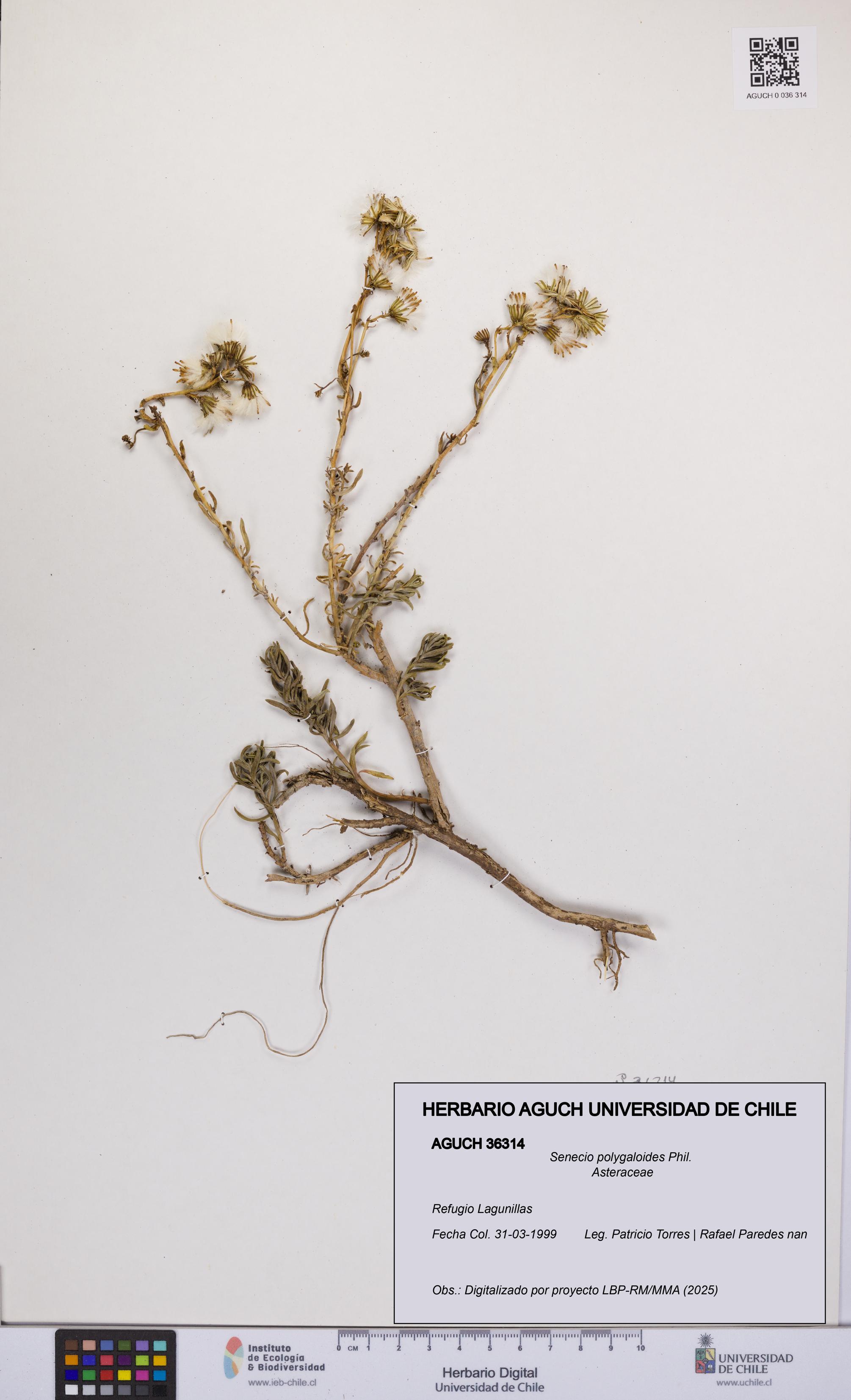 Senecio polygaloides [Espécimen: UCH:AGUCH:0036314]