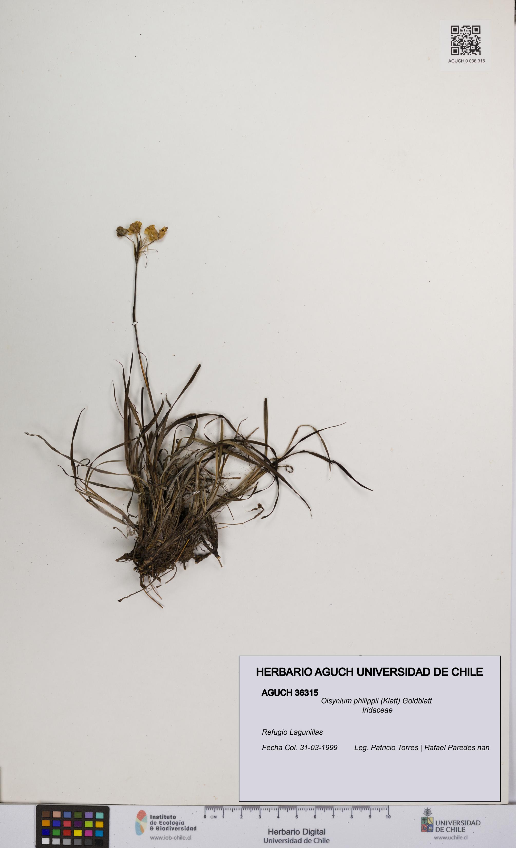 Olsynium philippii [Espécimen: UCH:AGUCH:0036315]