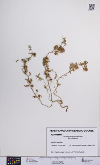 Convolvulus hermanniae [Espécimen: UCH:AGUCH:0036318]