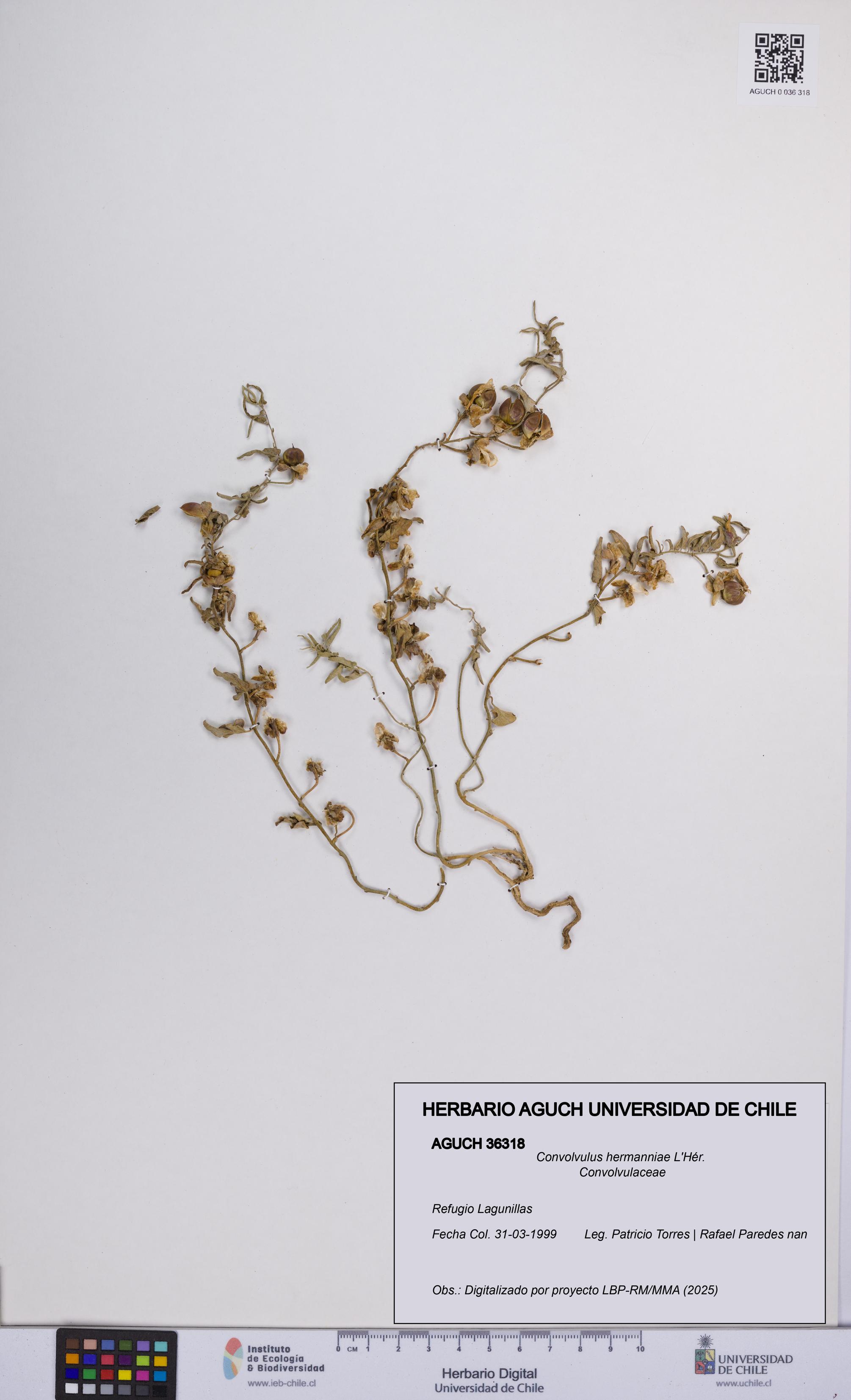 Convolvulus hermanniae [Espécimen: UCH:AGUCH:0036318]