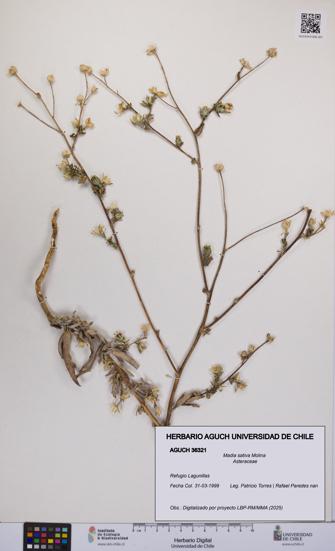 Madia sativa [Espécimen: UCH:AGUCH:0036321]