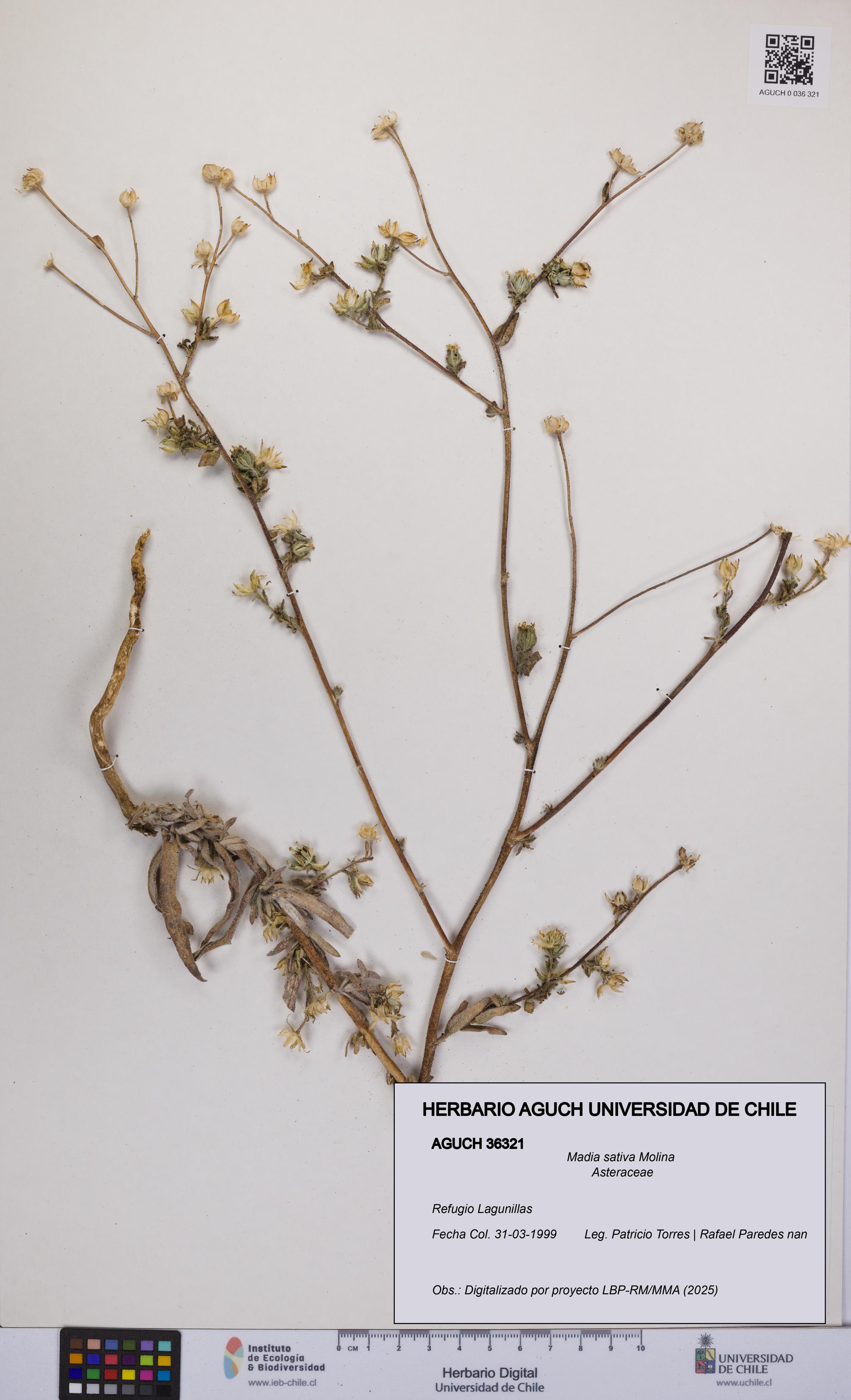 Madia sativa [Espécimen: UCH:AGUCH:0036321]