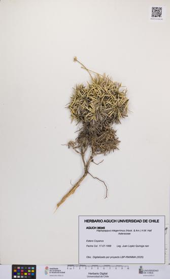 Haplopappus integerrimus [Espécimen: UCH:AGUCH:0036345]