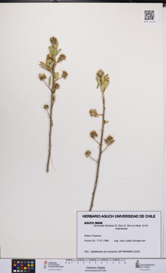 Gochnatia foliolosa [Espécimen: UCH:AGUCH:0036348]