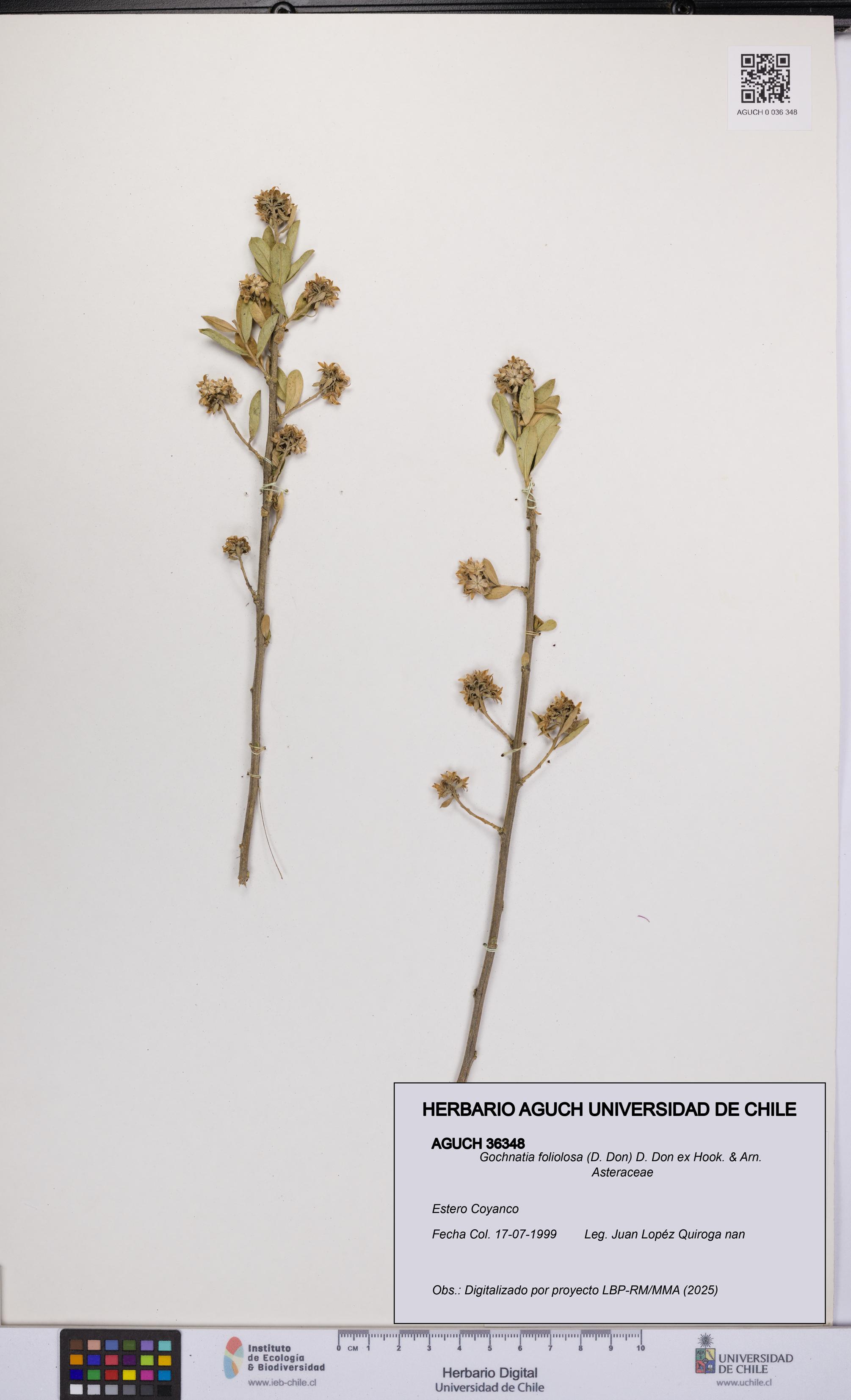Gochnatia foliolosa [Espécimen: UCH:AGUCH:0036348]