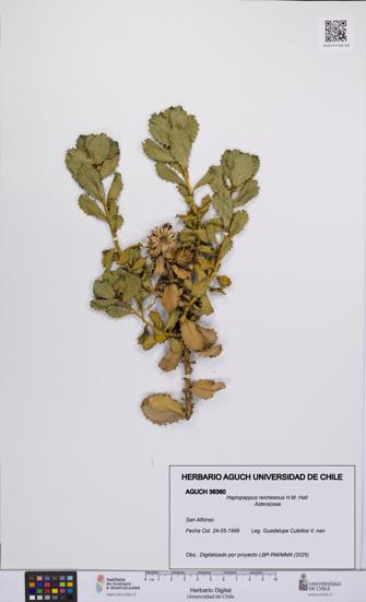 Haplopappus reicheanus [Espécimen: UCH:AGUCH:0036360]