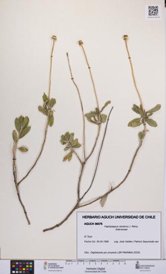 Haplopappus velutinus [Espécimen: UCH:AGUCH:0036375]