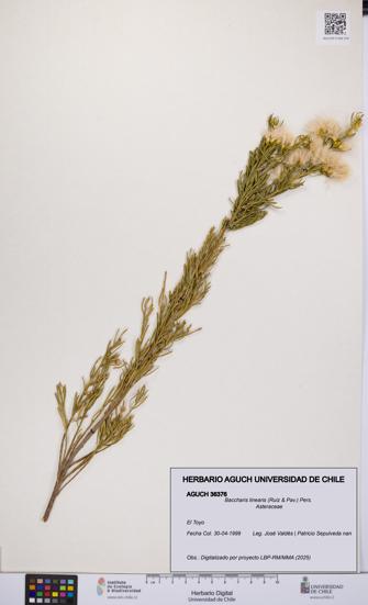 Baccharis linearis [Espécimen: UCH:AGUCH:0036376]