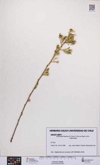 Gochnatia foliolosa [Espécimen: UCH:AGUCH:0036377]