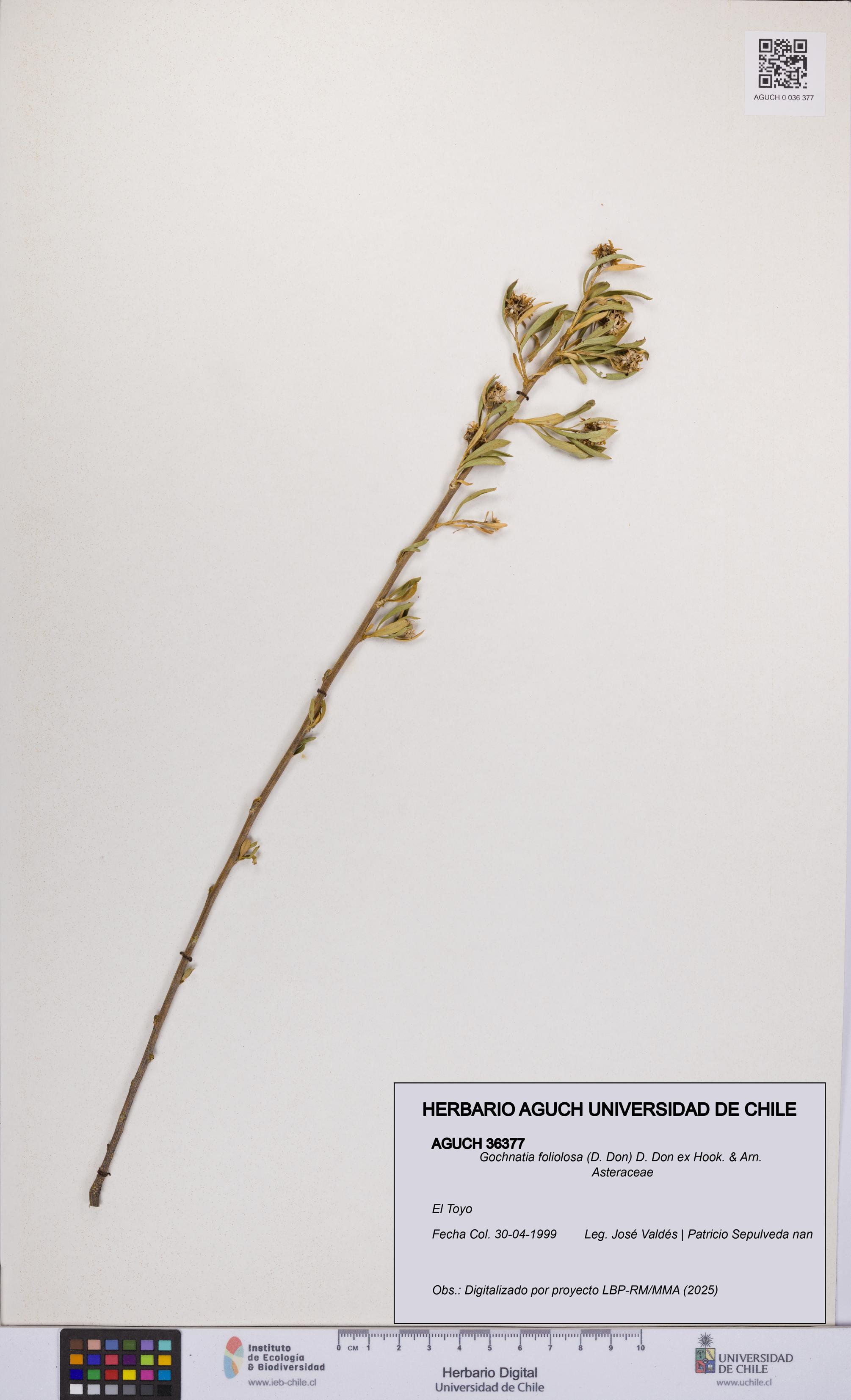 Gochnatia foliolosa [Espécimen: UCH:AGUCH:0036377]