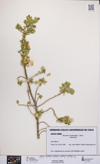 Baccharis rhomboidalis [Espécimen: UCH:AGUCH:0036383]