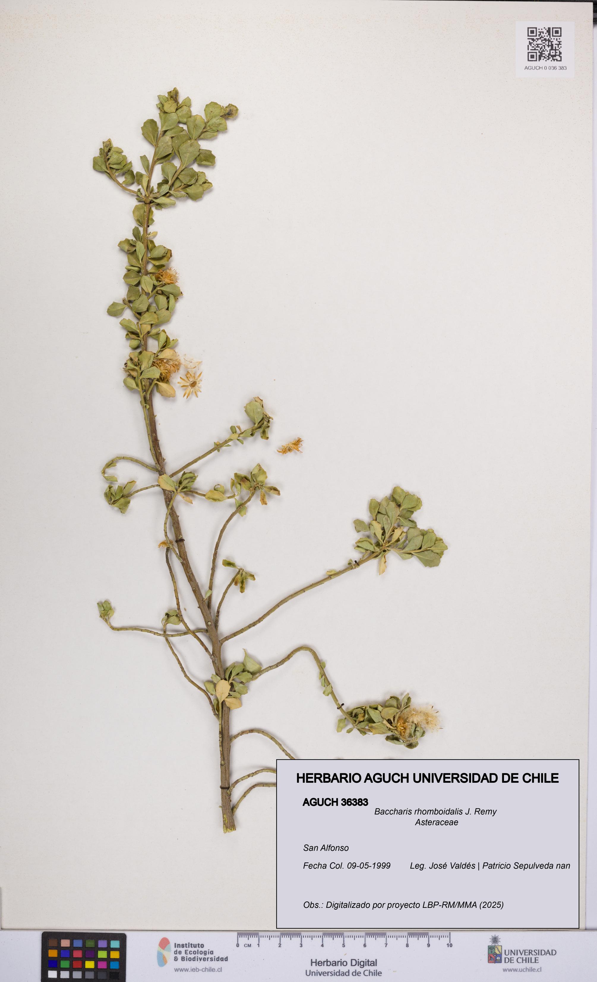 Baccharis rhomboidalis [Espécimen: UCH:AGUCH:0036383]