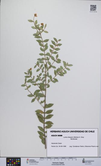 Luma chequen [Espécimen: UCH:AGUCH:0036386]