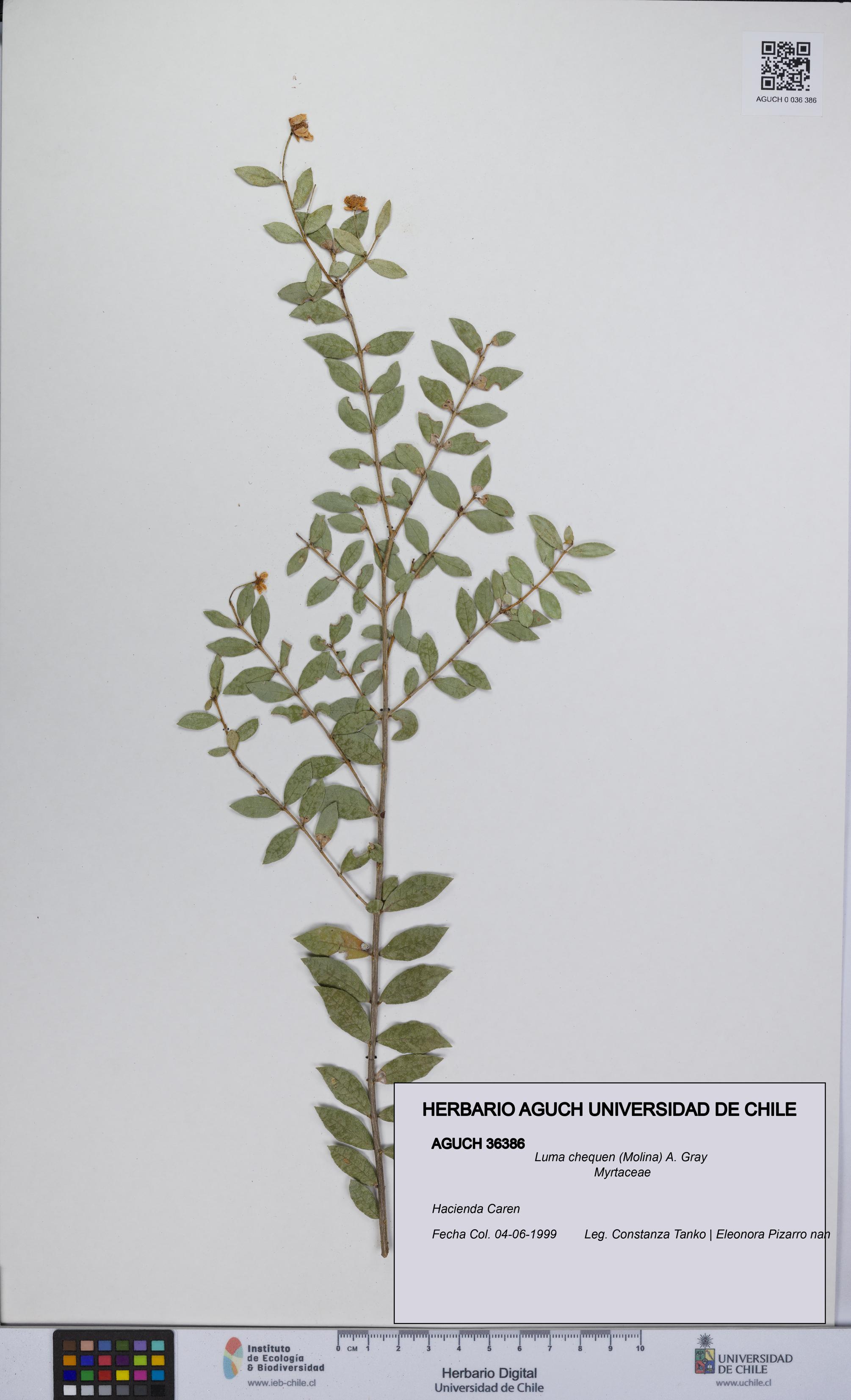 Luma chequen [Espécimen: UCH:AGUCH:0036386]