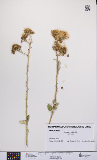 Proustia pyrifolia [Espécimen: UCH:AGUCH:0036390]
