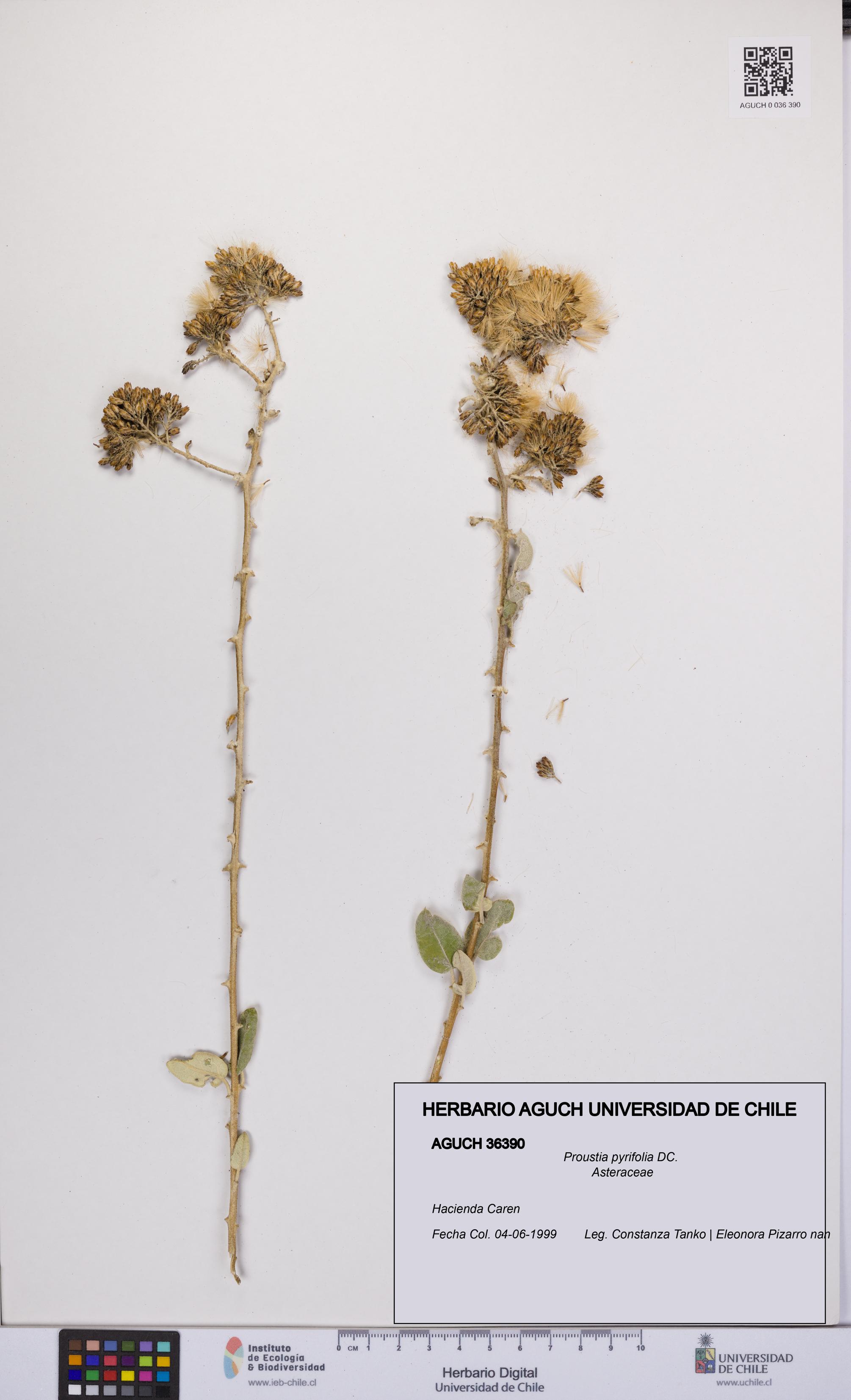 Proustia pyrifolia [Espécimen: UCH:AGUCH:0036390]