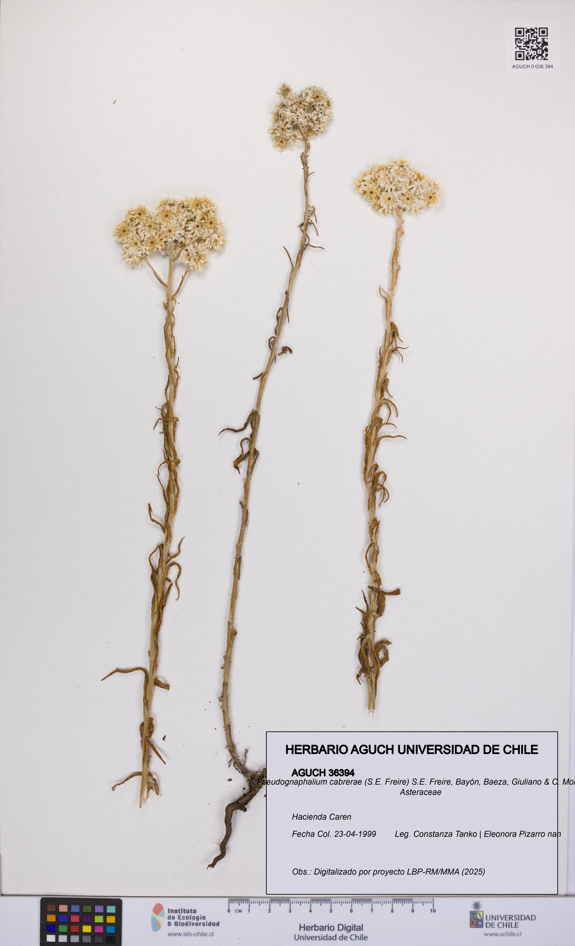 Pseudognaphalium cabrerae [Espécimen: UCH:AGUCH:0036394]