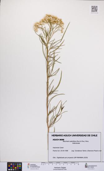 Baccharis salicifolia [Espécimen: UCH:AGUCH:0036395]