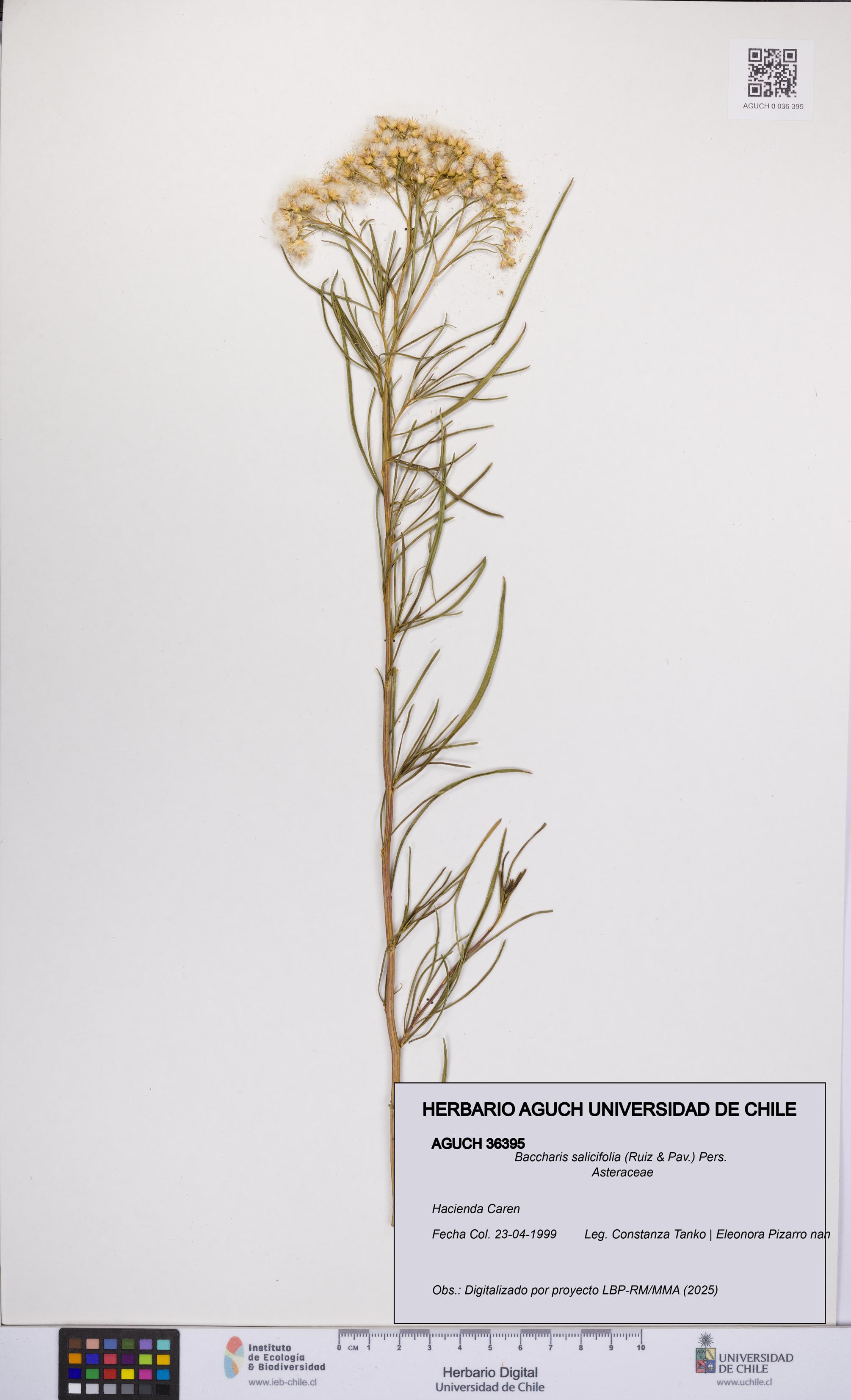 Baccharis salicifolia [Espécimen: UCH:AGUCH:0036395]