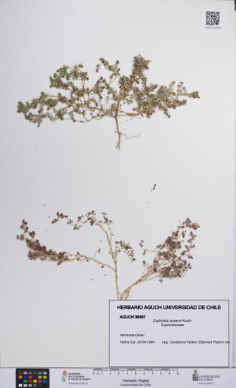 Euphorbia serpens [Espécimen: UCH:AGUCH:0036397]