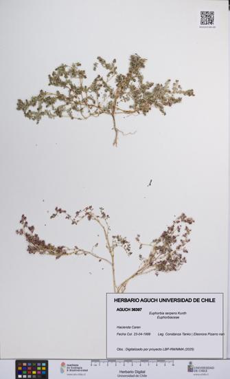 Euphorbia serpens [Espécimen: UCH:AGUCH:0036397]