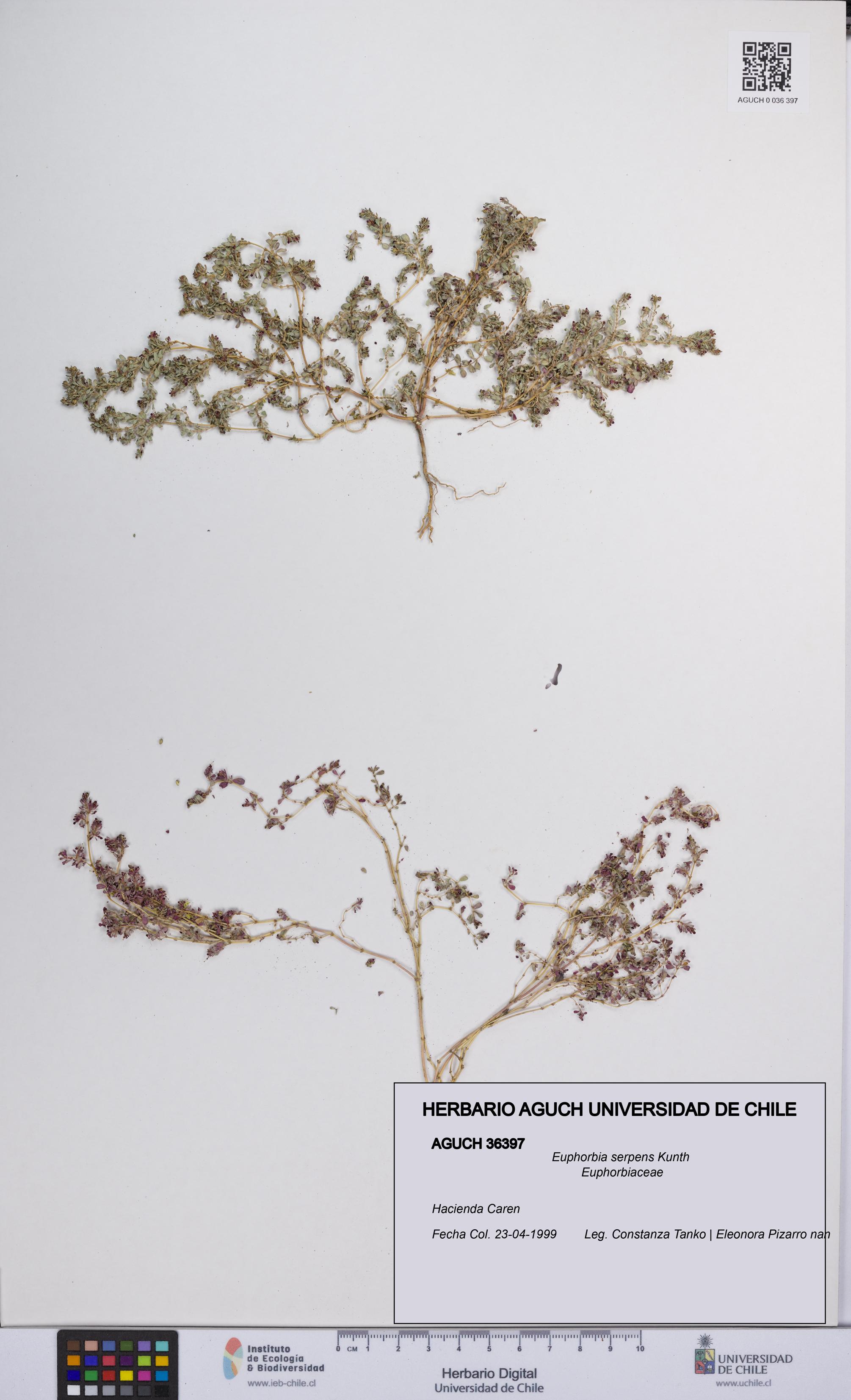 Euphorbia serpens [Espécimen: UCH:AGUCH:0036397]