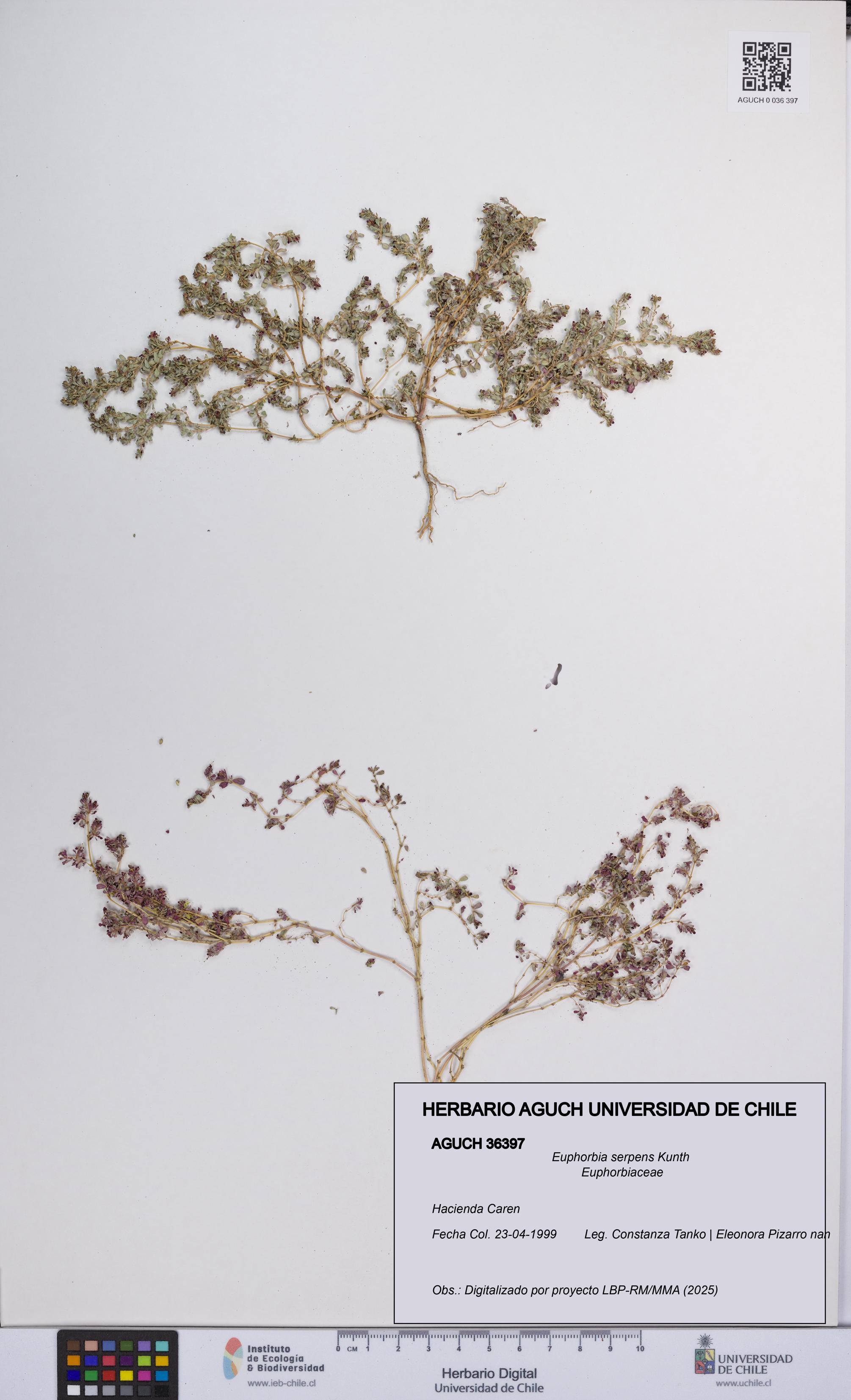 Euphorbia serpens [Espécimen: UCH:AGUCH:0036397]