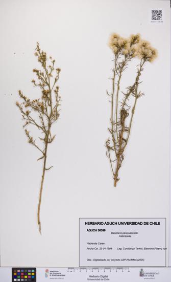 Baccharis paniculata [Espécimen: UCH:AGUCH:0036398]